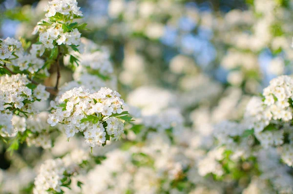 Piękny Delikatny Kwiat Wiśni Ciepłej Wiosennej Pogodzie Tle Piękny Wlew — Zdjęcie stockowe
