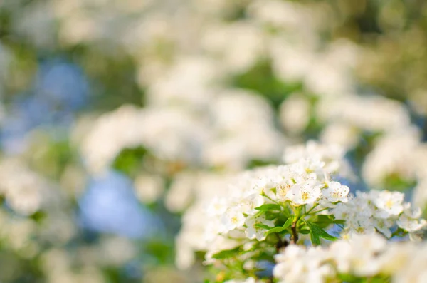 Szép Finom Cseresznyevirág Meleg Tavaszi Időben Háttér Gyönyörű Infúzió — Stock Fotó