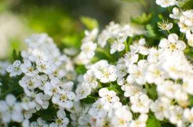 Arka plan ve güzel aşılama için ılık bahar havasında güzel narin kiraz çiçekleri.