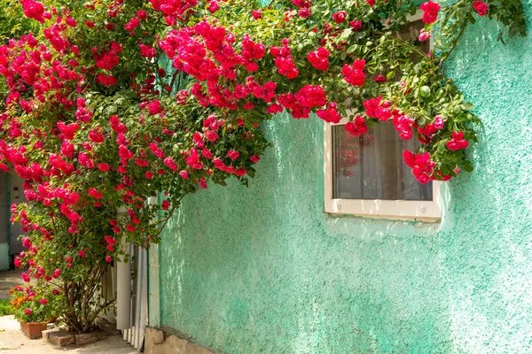 red roses braided wall near the window. Red roses bushes and fallen petals on the ground near old rural house. roses around a country house window.. Vacation at countryside background