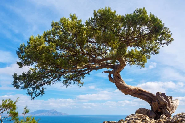 Pine growing on a cliff above a precipice on a sunny  day. Crimean juniper on the edge of the cliff overlooking the sea and the beautiful sky