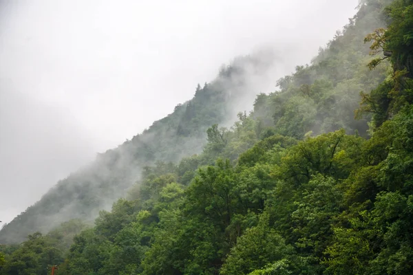 dense fog over the trees, fog in the forest, mountains