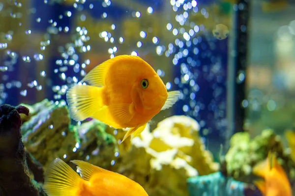 yellow fish in the aquarium