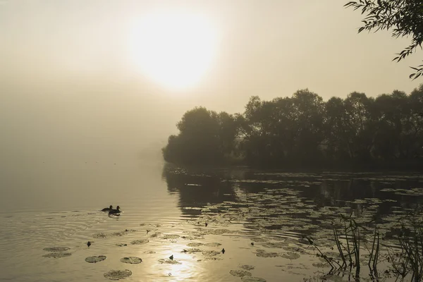 Mañana brumosa en el lago — Foto de Stock