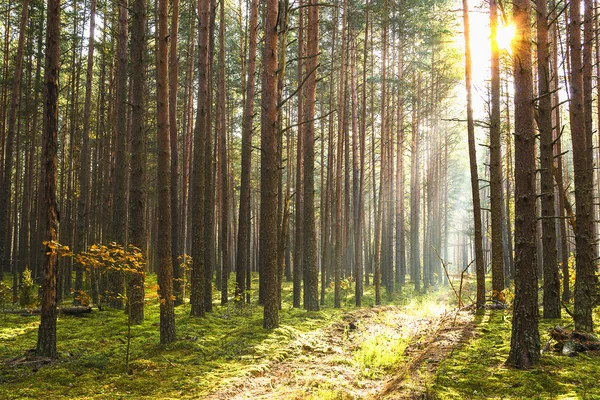 Renkli autumnin orman