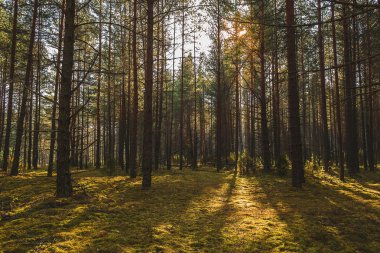 Renkli autumnin orman