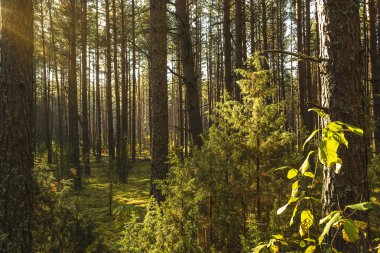 Renkli autumnin orman