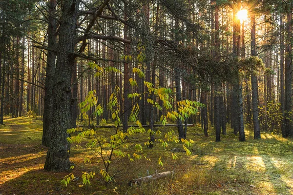 Renkli autumnin orman