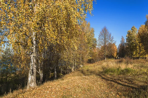 Renkli autumnin orman