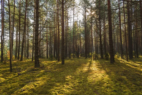 Renkli autumnin orman