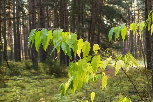 Sonbahar renk sayfası