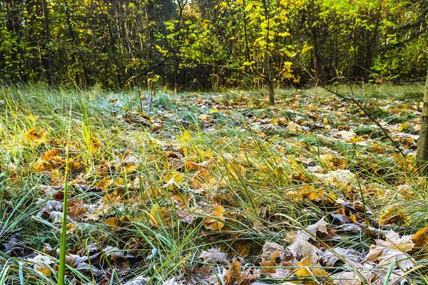 Sonbahar renk sayfası