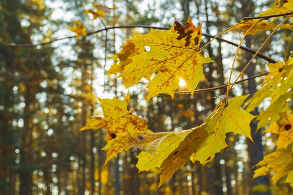 Sonbahar renk sayfası