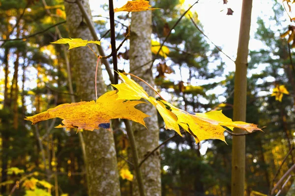 Sonbahar renk sayfası