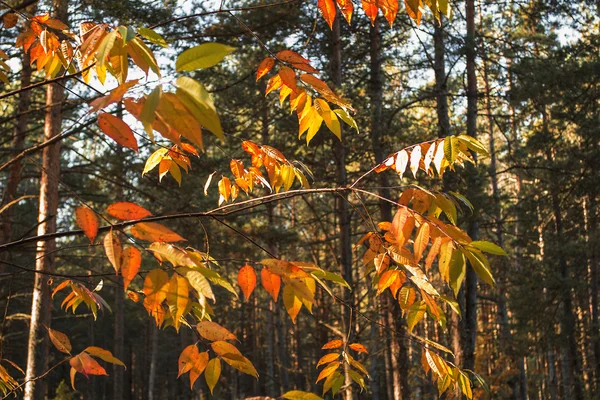 Sonbahar renk sayfası