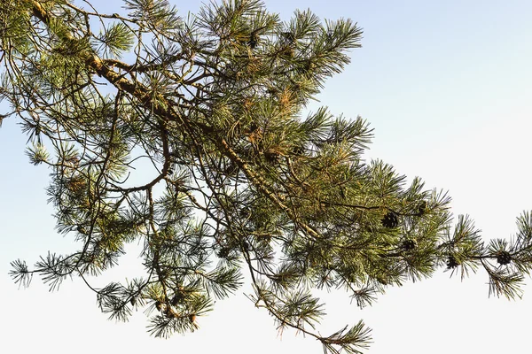 kodaman ile çam dalı