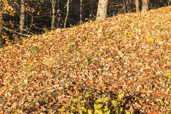 Kuru yaprak sonbahar