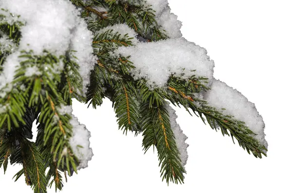 Kar ile yeşil iğne yapraklı dal