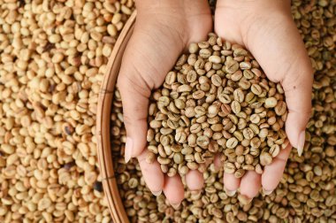 kahve çekirdekleri elde