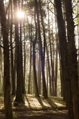 ışık ışını ile yeşil orman