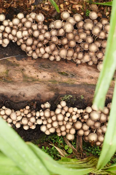 ahşap üzerine mantar 