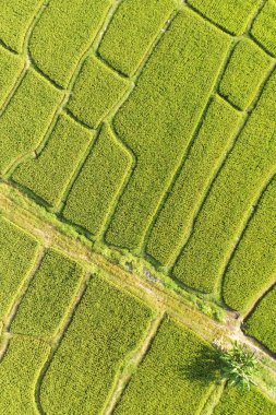 Pirinç tarlaları güzel manzara 