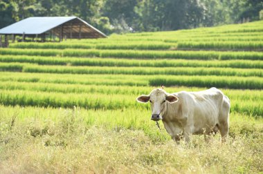 Pirinç alan'Tay inek