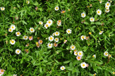 Yaz veya bahar güzel Bahçe 