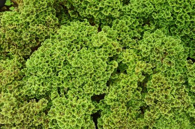 Yeşil yaprakları kapat