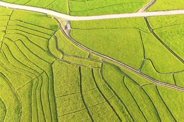 Piękny krajobraz pól ryżowych — Zdjęcie stockowe