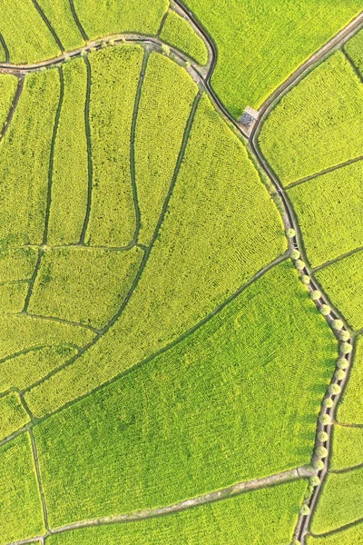 Piękny krajobraz pól ryżowych — Zdjęcie stockowe