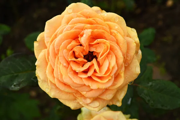 Közelkép a gyönyörű Rózsa — Stock Fotó