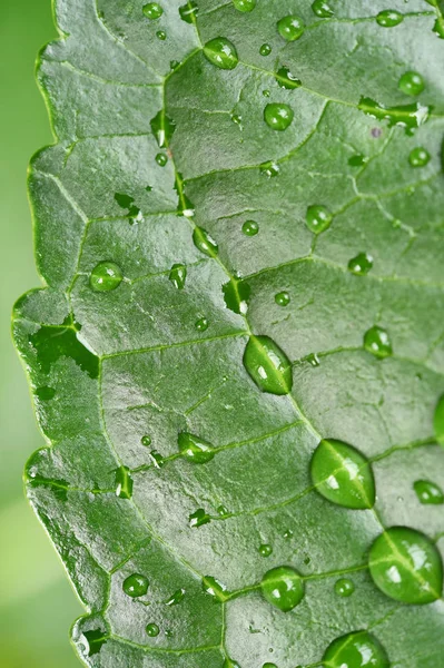 Zblízka zelené listy — Stock fotografie