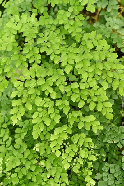 Primer plano de las hojas verdes — Foto de Stock