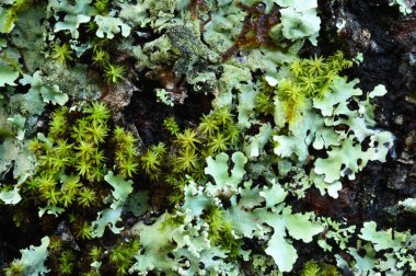 Doğa ayrıntılarını 