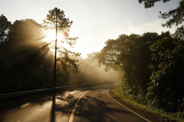 Die Straße im grünen Wald — Stockfoto