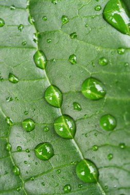 Yeşil yaprakları kapat 