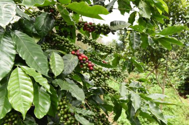 Kahve çekirdekleri olgunlaşma 