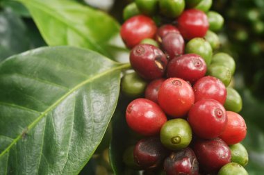 Kahve çekirdekleri olgunlaşma 