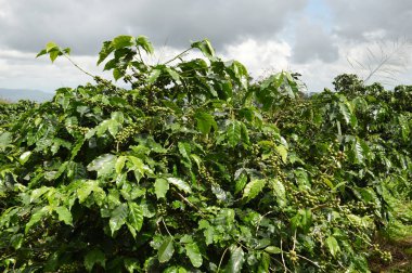 Yeşil kahve çekirdekleri 
