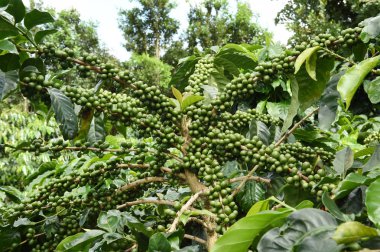 Yeşil kahve çekirdekleri 