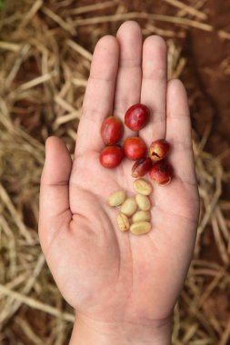 taze kahve çekirdeği 