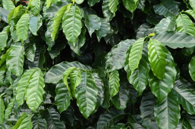 Yeşil kahve çekirdekleri