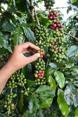 Kahve çekirdekleri olgunlaşma 