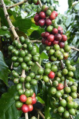 Kahve çekirdekleri olgunlaşma 