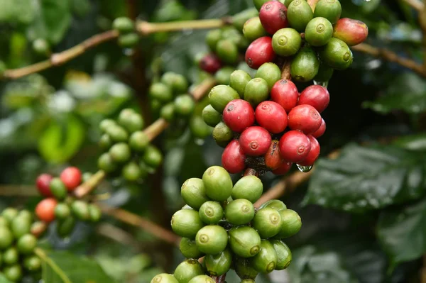 Koffiebonen rijping — Stockfoto