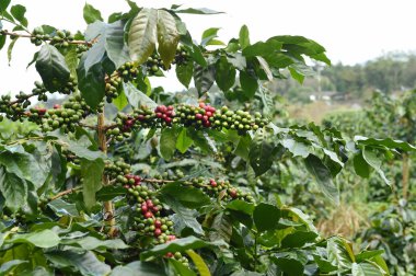 Kahve çekirdekleri olgunlaşma 