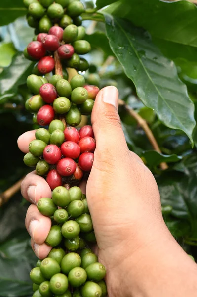 Kávová zrna zrání — Stock fotografie