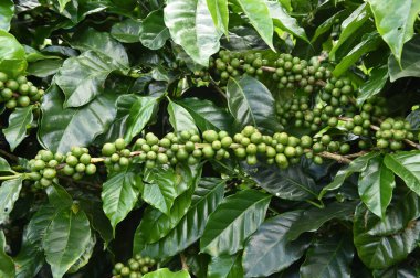 Yeşil kahve çekirdekleri 