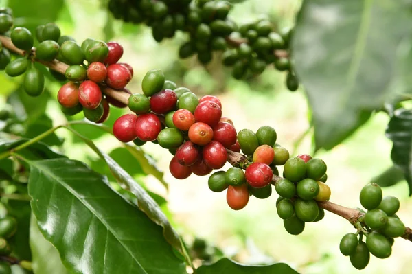 Granos de café maduración —  Fotos de Stock